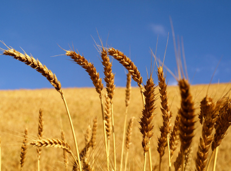12 районов области завершили уборку зерновых